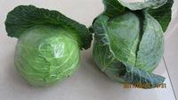 BEST QUALITY GRADE A CABBAGES