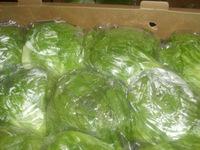 PREMIUM GRADE AAA CABBAGES
