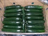 fresh grade A cucumber