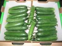 PREMIUM CUCUMBER