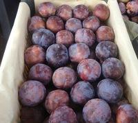 FRESH   PLUM S