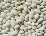 Medium Size White Kidney Beans