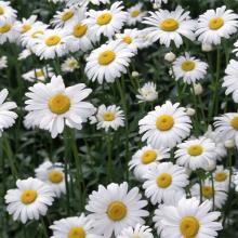 Chamomile P.E.