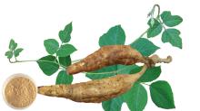 Pueraria Root Extract