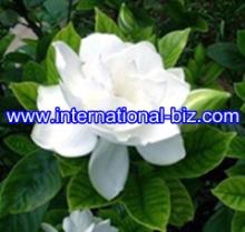  Gardenia  yellow