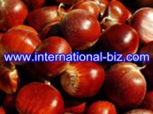  Chestnut   Shell  Brown