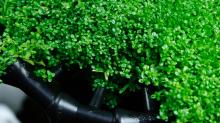  Aquatic  Plant Food