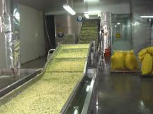 FROZEN DICED ZUCCHINI