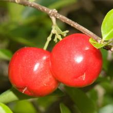 Acerola P.E.