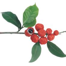 Guarana P.E. Guarana plant extract