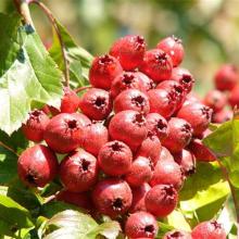  Hawthorn   berry  P.E.