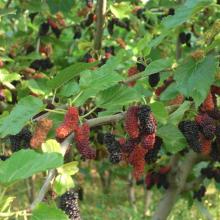 Mulberry P.E.