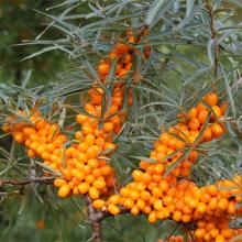  Sea   buckthorn  berry P.E.