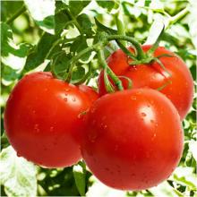 Tomato P.E.