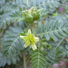 Tribulus Terrestris Extract