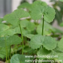  Centella  Asiatica  Extract 