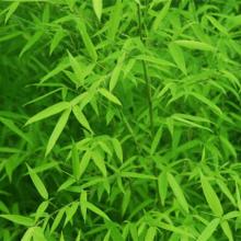 Bamboo leaf P.E.