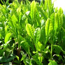 Green tea P.E.