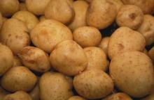 2014 New Crop Fresh Potato