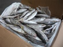 frozen seafood horse mackerel (Trachulus Symmetricus)