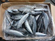  Good  quality frozen  bonito  (Auxis Thazard)