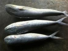 hot sale mahi mahi (corphaena hippurus)