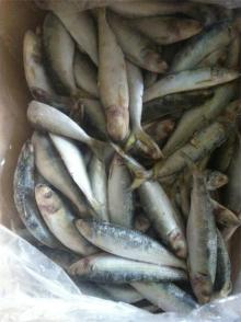 east  sea   frozen   sardine  ( Sardine lla Aurita)