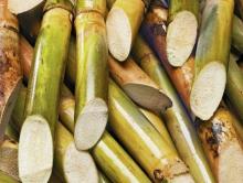 sugarcane