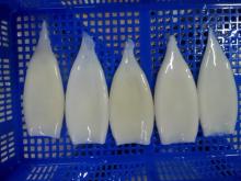 Frozen   squid  tube