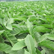 Eastern Tobacco