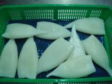  Illex   squid  tube U7