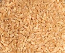 Wheat