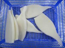  Todarodes  pacificus tube U5