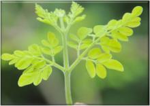 Pure Natural High Grade Moringa Oleifera Green Dried Leaves
