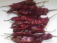 Dry Red Chilli Type - Endo 5 Stemless Type 2