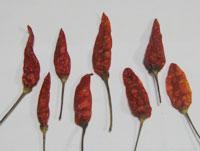 Dry Red Chilli Type Bada Dana