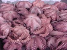 Octopus vulgaris