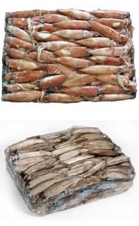 Squid W/R (Loligo patagonica)