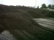  palm  kernel Shell