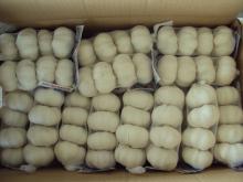 2014 new crop chinese fresh pure white garlic