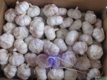 2014 new crop chinese fresh normal white garic