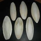  cuttle  fish  bone 