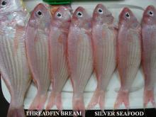 JAPANESSE THREADFIN BREAM