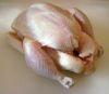 Halal Frozen Chicken & Parts