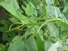 New Crop/High Quality Beans
