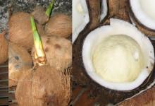  Fresh   Coconuts  For  Sale 