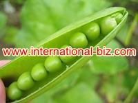 Natural Pea protein Isolate powder