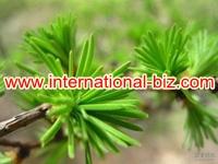 Water Soluble  Pine  needle protein 80%