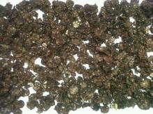 DRIED NONI