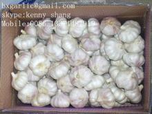 Normal white garlic crop2015